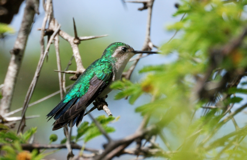 BlueTailedEmeraldHummingbird_0688