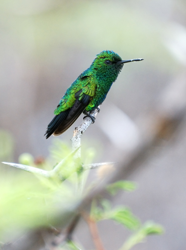 BlueTailedEmeraldHummingbird_9862