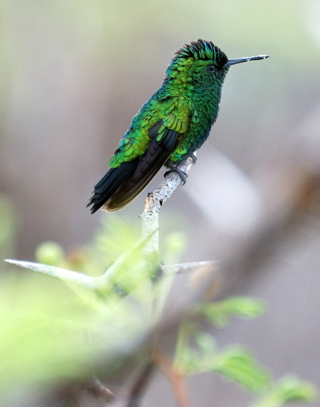 BlueTailedEmeraldHummingbird_9867