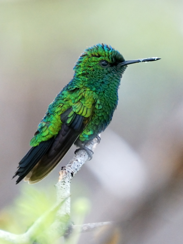 BlueTailedEmeraldHummingbird_9868