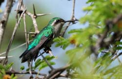 BlueTailedEmeraldHummingbird_0686