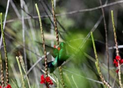 BlueTailedEmeraldHummingbird_0934