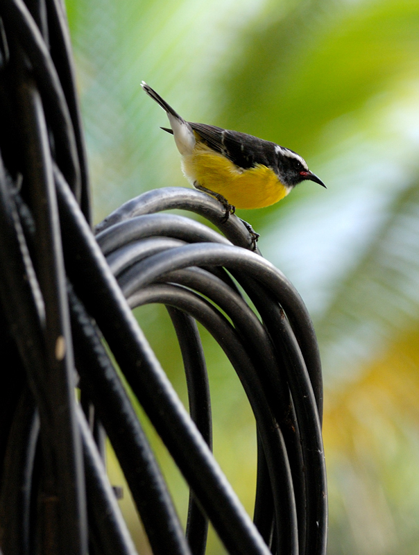 Bananaquit_0592