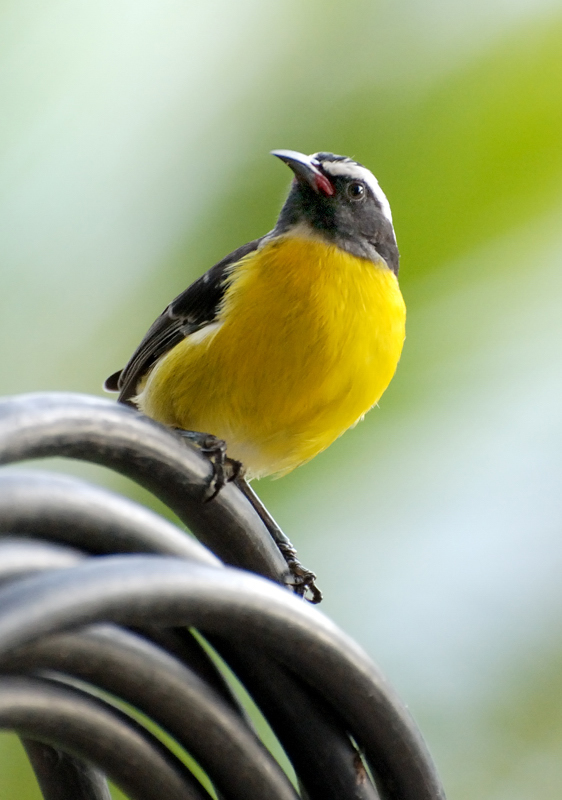 Bananaquit_0600