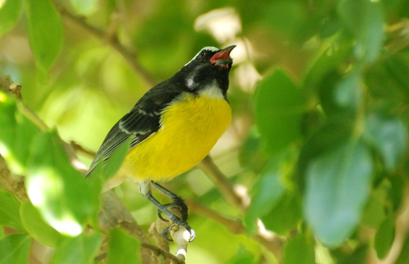 Bananaquit_8753