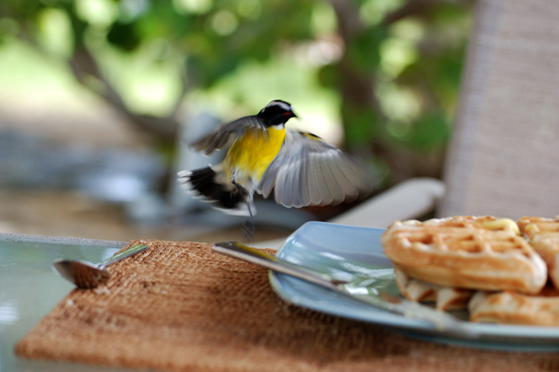 Bananaquit_9753
