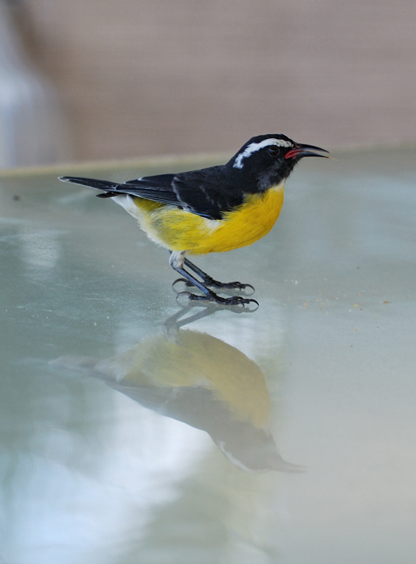 Bananaquit_9933