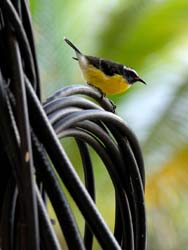 Bananaquit_0592