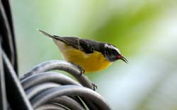 Bananaquit_0597