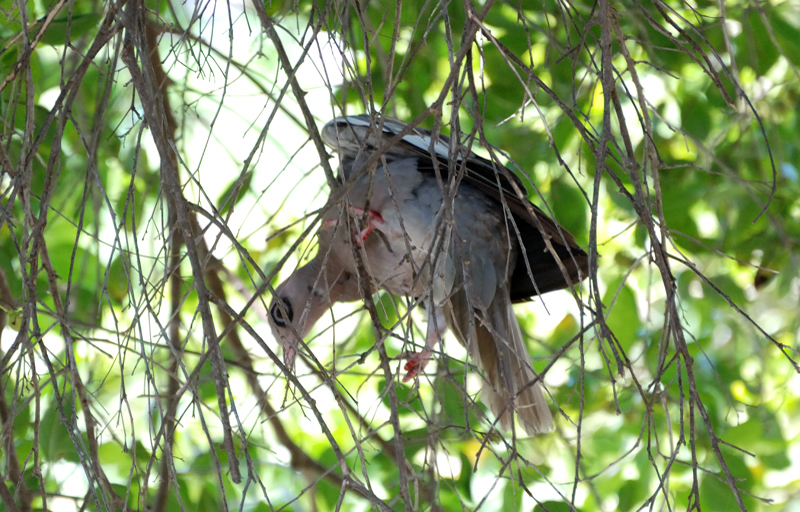 BareEyedPigeon_9244