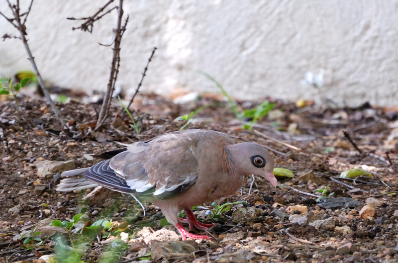 BareEyedPigeon_9260