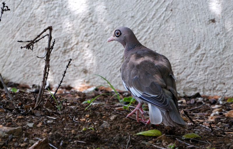 BareEyedPigeon_9263
