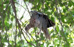 BareEyedPigeon_9244