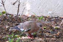 BareEyedPigeon_9260