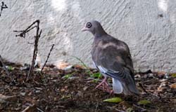 BareEyedPigeon_9263
