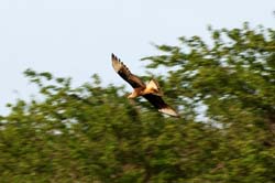 Caracara_0575