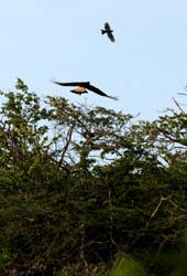 Caracara_0580