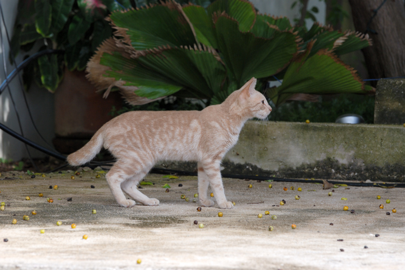 CuracaoCats_0102