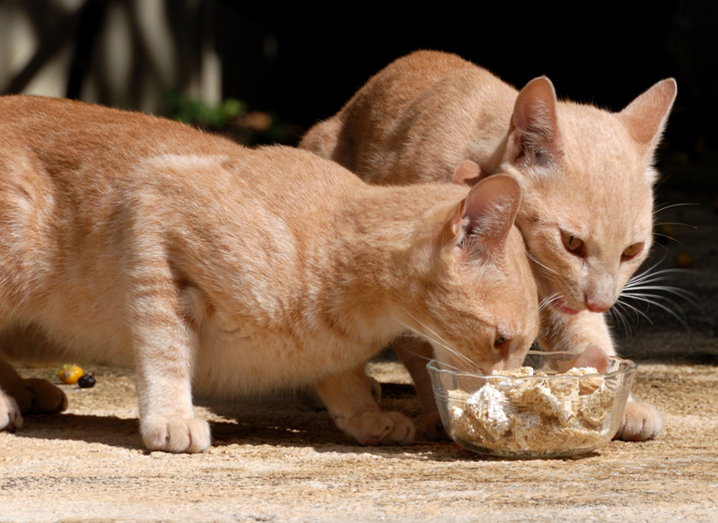 CuracaoCats_0140