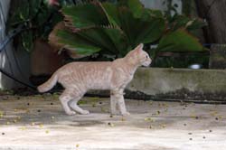 CuracaoCats_0102