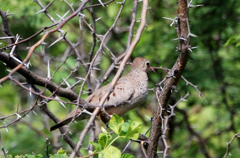 CommonGroundDove_0331