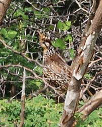 CrestedBobwhite_0253