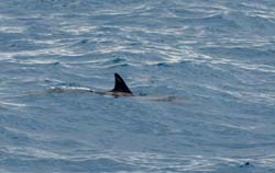 CuracaoDolphins_0446