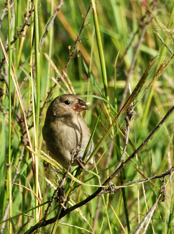 BlackFacedGrassquit_0623