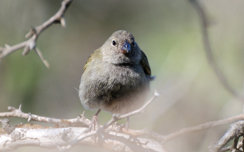 BlackFacedGrassquit_0829