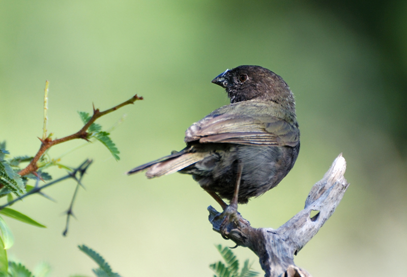 BlackFacedGrassquit_0842