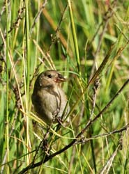 BlackFacedGrassquit_0623