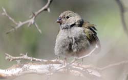 BlackFacedGrassquit_0830