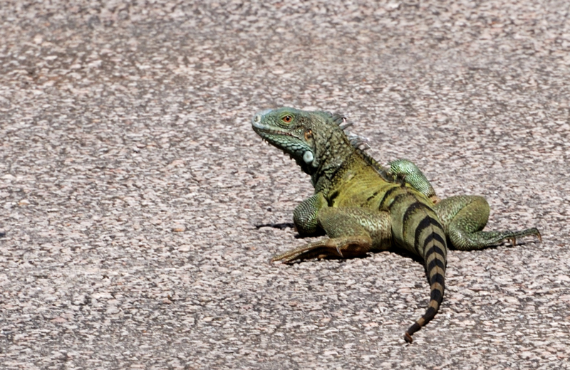 GreenIguana_1279