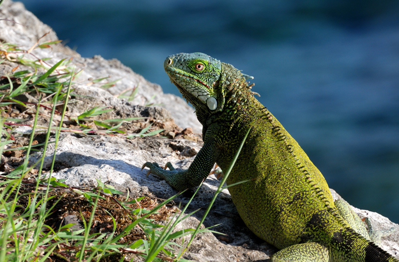 GreenIguana_8537