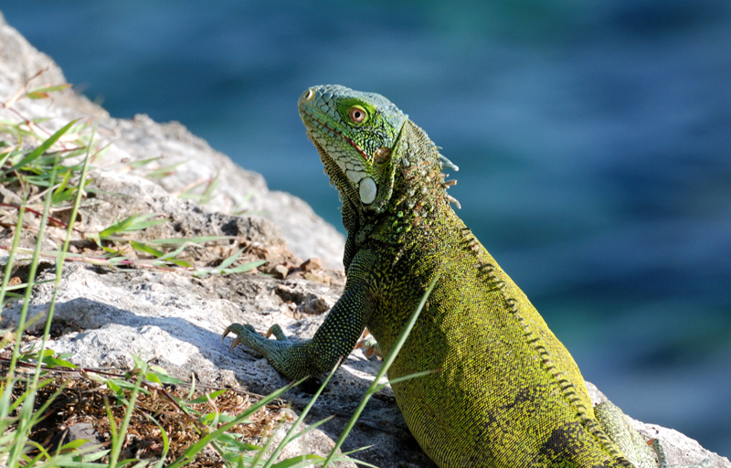 GreenIguana_8542