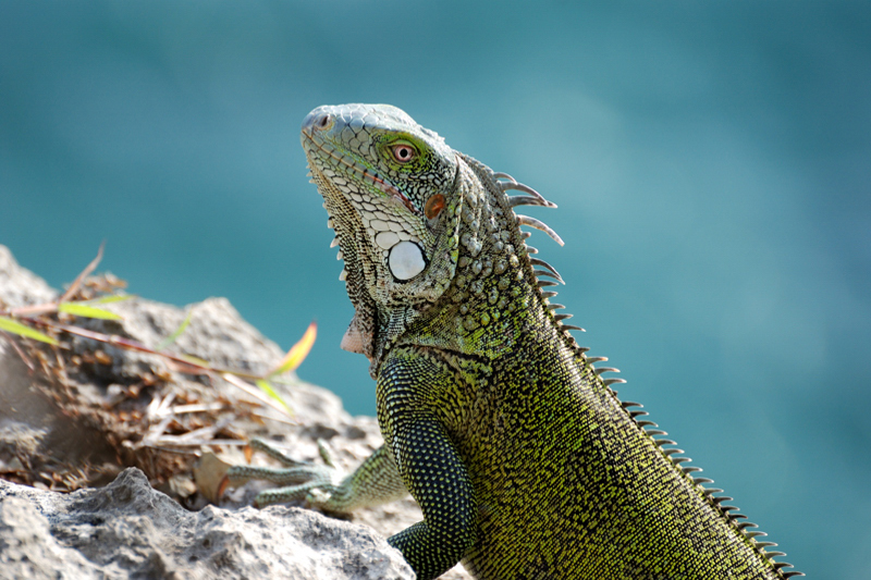 GreenIguana_9068