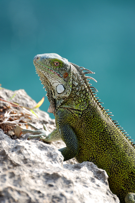 GreenIguana_9073