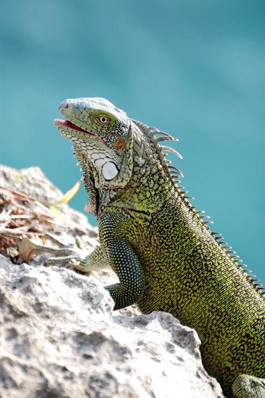 GreenIguana_9075