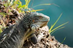 GreenIguana_9052