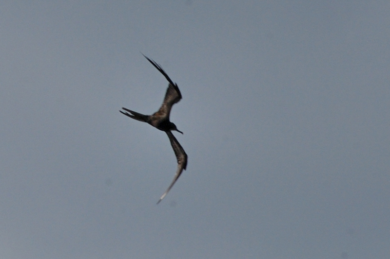 MagnificentFrigatebird_0033