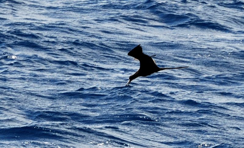 MagnificentFrigatebird_0041