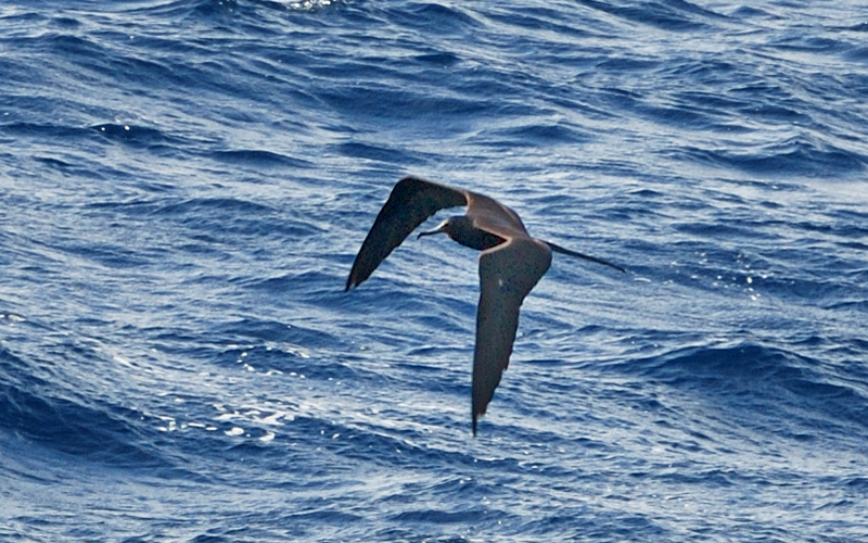 MagnificentFrigatebird_0046