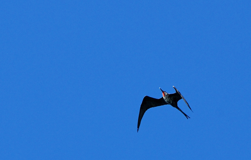 MagnificentFrigatebird_0875