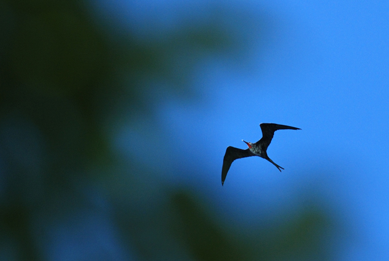 MagnificentFrigatebird_0878