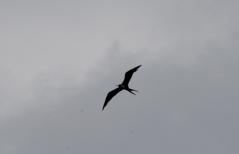 MagnificentFrigatebird_9798