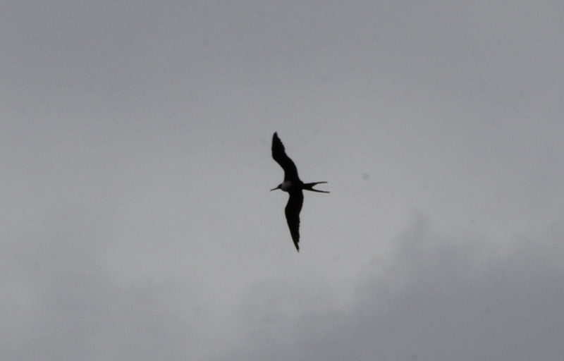 MagnificentFrigatebird_9799