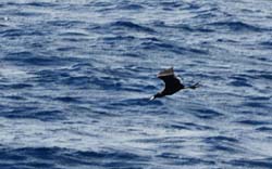 MagnificentFrigatebird_0039