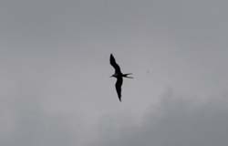 MagnificentFrigatebird_9799