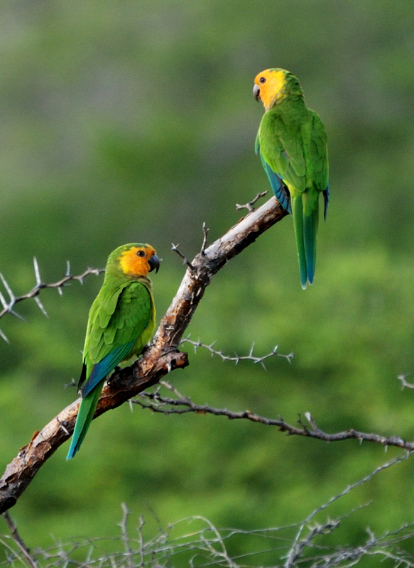 CaribbeanParakeet_8666