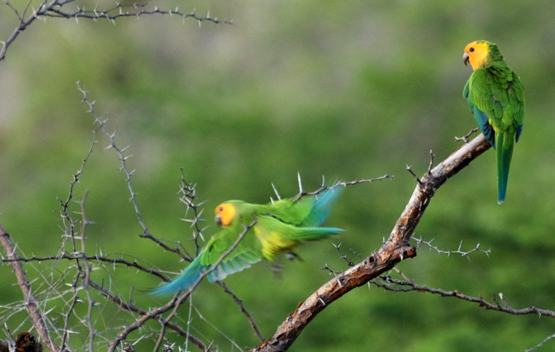 CaribbeanParakeet_8676